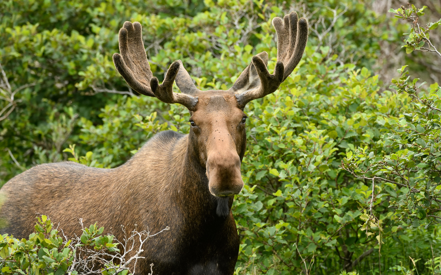 Alces alces americana [380 mm, 1/400 Sek. bei f / 8.0, ISO 1600]